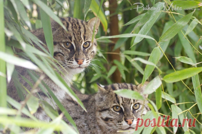 Редкие кошки и еще более редкие котята | Разговор 2 ПН