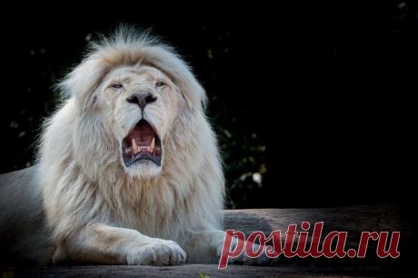 Белый лев – легенда африканских племен