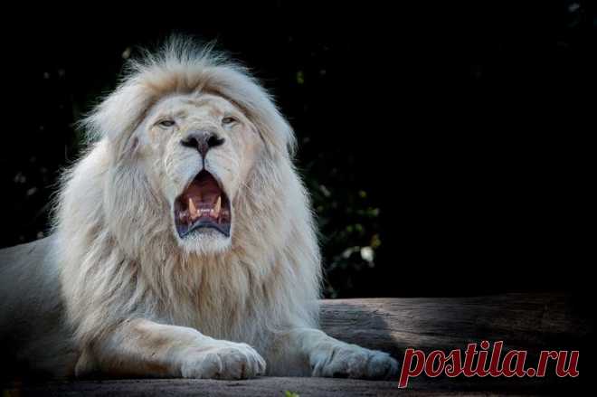 Белый лев – легенда африканских племен