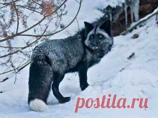 Редкая красота чёрно-бурых лисиц
Если вы никогда не видели чёрно-бурых лисиц, знайте, вы не одиноки. На самом деле это морфы обыкновенной лисицы, цвет меха которых делает их более редкой популяцией, чем их собратья. 
Иногда их ещё называют серебристыми лисицами, и эти животные заслуживают восхищения! Только взгляните на них!