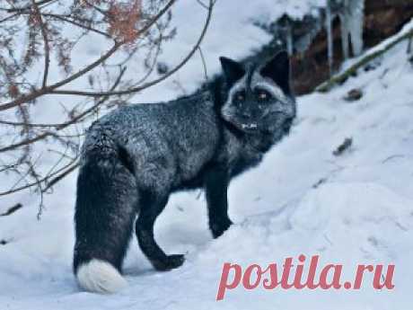 Редкая красота чёрно-бурых лисиц
Если вы никогда не видели чёрно-бурых лисиц, знайте, вы не одиноки. На самом деле это морфы обыкновенной лисицы, цвет меха которых делает их более редкой популяцией, чем их собратья. 
Иногда их ещё называют серебристыми лисицами, и эти животные заслуживают восхищения! Только взгляните на них!