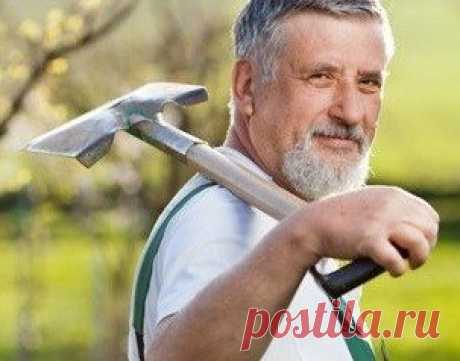 НАШИ ДАЧНЫЕ ПОМОЩНИКИ - Экологическое землетворчество | Экологическое землетворчество