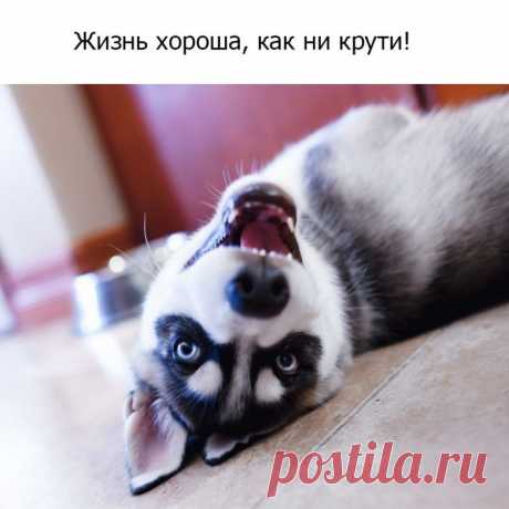 Пост мудрости от хаски / Питомцы