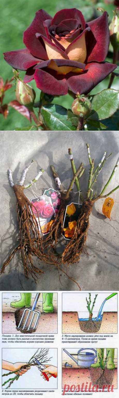 Королева сада -Роза