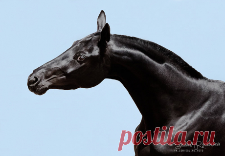 портреты - альбомы - Svetlana Ryazantseva - конники - equestrian.ru