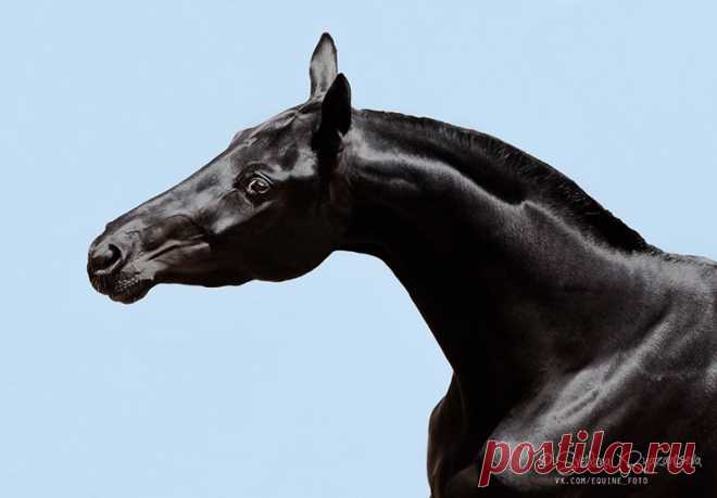 портреты - альбомы - Svetlana Ryazantseva - конники - equestrian.ru