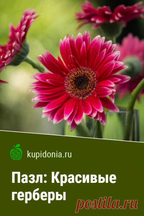 Пазл: Красивые герберы. Красивый пазл с герберами из серии «Пазлы с цветами онлайн». Собирай яркие пазлы онлайн.