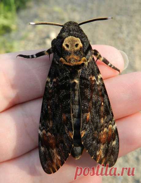 Death's Head Hawkmoth (Acherontia atropos),  
flickr от Merintia / Бражник МЁРТВАЯ ГОЛОВА, 110-130 мм,  распространен в Малой Азии, Африке, у нас - на юге. На спинке желтый рисунок, напоминающий череп и скрещенные кости.  |  Найдено на сайте flickr.com.