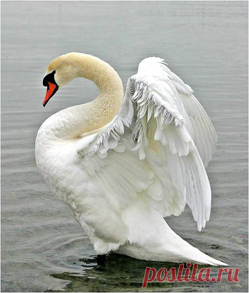 74403541_large_a5JPG_lebed.jpg (511×600)