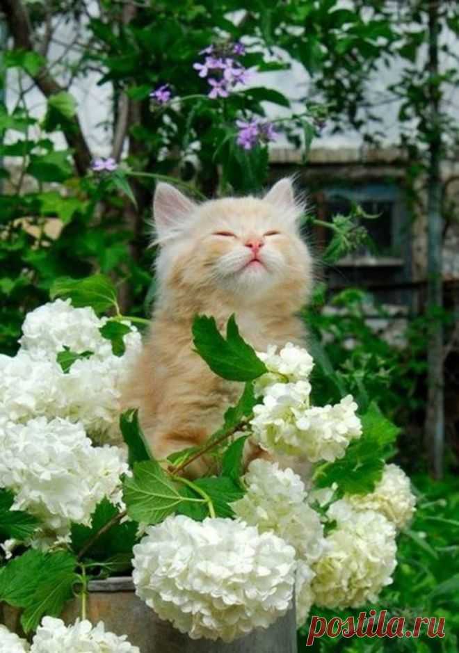 Милые созданья!!!