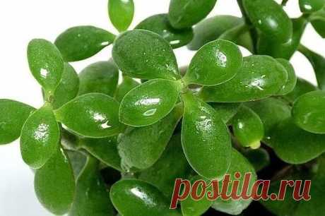 Лечебные свойства денежного дерева | Журнал "JK" Джей Кей 1. Легкие ожоги, порезы, ушибы, растяжения, раны Натри несколько листьев на терке и приложи на поврежденное место. Затем закрепи бинтом. Меняй повязку каждые пять часов. 2. Помощь при укусах насекомых Смазывай места укусов насекомых 4 раза в день соком листьев этого полезного растения. 3. Пиелонефрит и цистит Измельчи 5 листьев, залей 200 мл горячей воды. Затем настаивай один час и процеди. Принимай по столовой ложк...