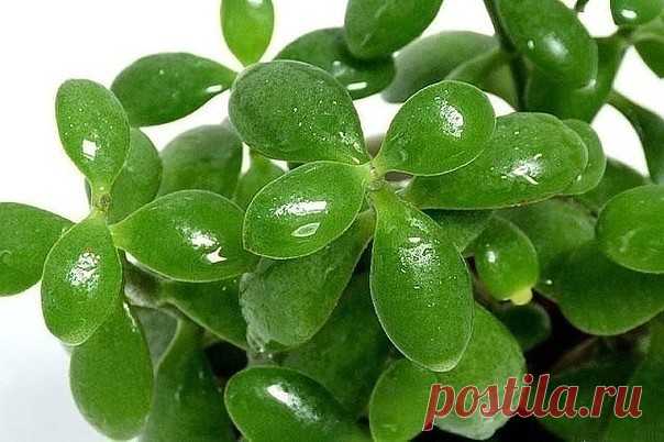 Лечебные свойства денежного дерева | Журнал 