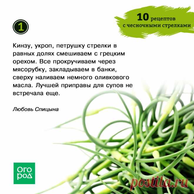 Что приготовить из чесночных стрелок – рецепты заготовок на зиму и не только