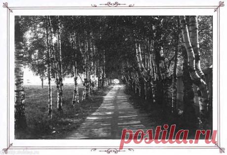 Фотография - Лахта. Аллея вздохов. - Фотографии старого Петербурга