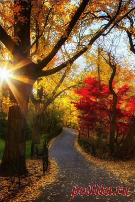 Фотографии Я люблю ✿ ЦВЕТЫ ✿ | I ♥ Flowers – 210 альбомов