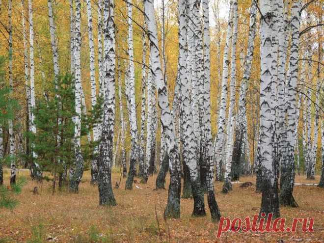 Осень – это сказка грусти и любви!.