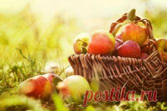 Чем обработать растения от тли во время плодоношения Тля на розах, яблонях, смородине, огурцах, капусте – колонии этих небольших насекомых способны захватить почти весь сад и огород. Борьба с тлей в период плодоношения может стать непростой задачей.
Как...