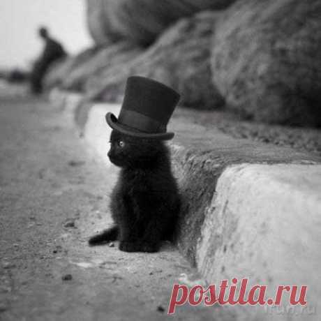 Кот (Котофул комьюнити): - nadegdacherepaschuk@gmail.com - Gmail