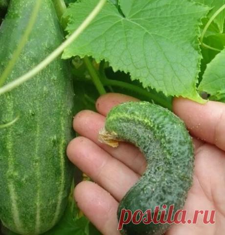 Почему растут кривые огурцы