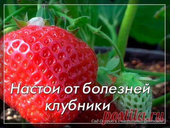 Настои от болезней клубники