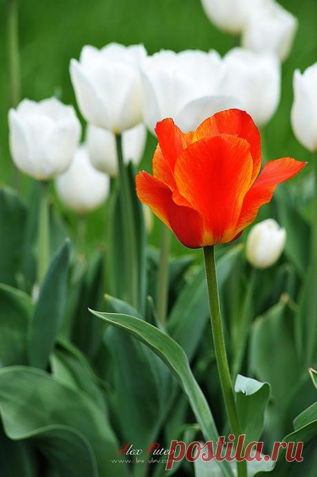 35PHOTO - Александр Путев - И один в поле воин