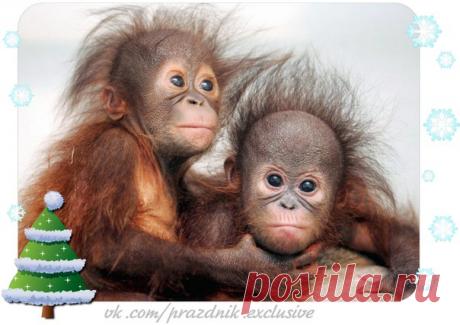 Наконец я нашла самое лучшее описание, как встречать Новый 2016 год… Оказывается ни в коем случае НЕЛЬЗЯ убирать квартиру перед Новым годом, потому что обезьяна любит хаос и беспорядок… Урааа!!!