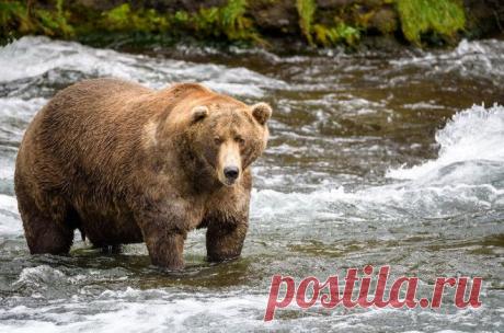 Симпатичные толстячки из мира животных