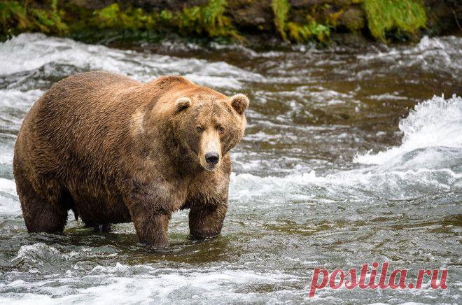Симпатичные толстячки из мира животных