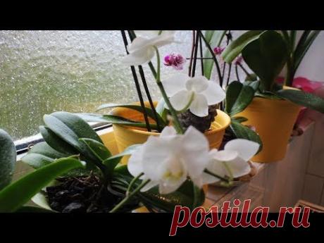 ОРХИДЕЯ-ФАЛЕНОПСИС ПОСЛЕ РЕАНИМАЦИИ В СУБСТРАТЕ С ДОБАВКОЙ ЗЕМЛИ #orchids #103 #oldenburg_ru - YouTube
