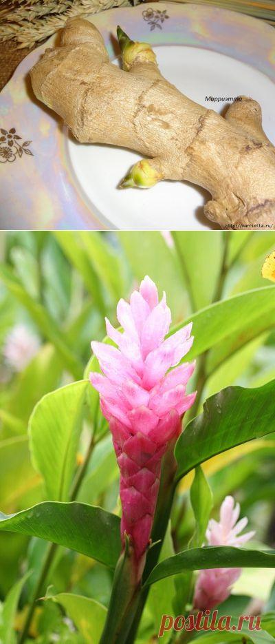 А у меня пророс корень имбиря) Буду выращивать имбирное растение