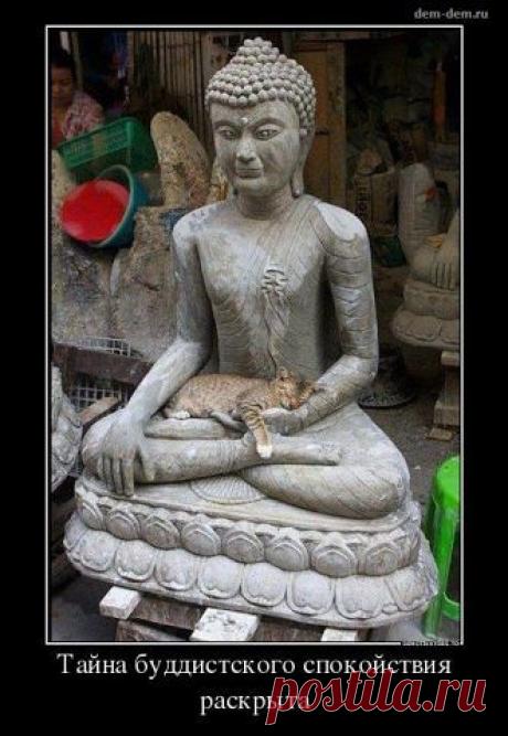 КОШКИ ЗНАЮТ КОГО ВЫБИРАЮТ