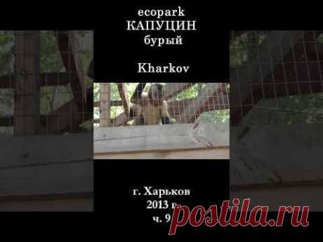 █ Капуцин бурый ЭкоПарк Харьков / ч. 9 / 2013 г. #shorts