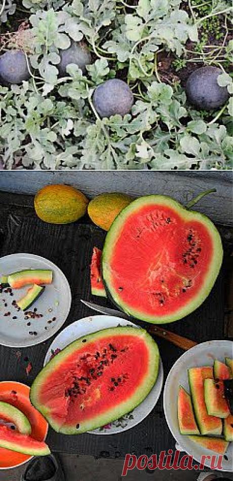 Вкусный Огород: Арбузы, опыт выращивания

У нас в течение 4 лет арбузы почему-то не росли. Сначала на том же участке получали хорошие урожаи, а потом как рукой отрезало, весь труд по выращиванию этих плодов затрачивался впустую. Каждый год наблюдались дружные всходы, развивались плети, цвели, появлялись зародыши, но результат был один: все растения поочередно гибли.