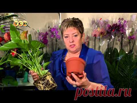 Антуриум - Цветочная лавка