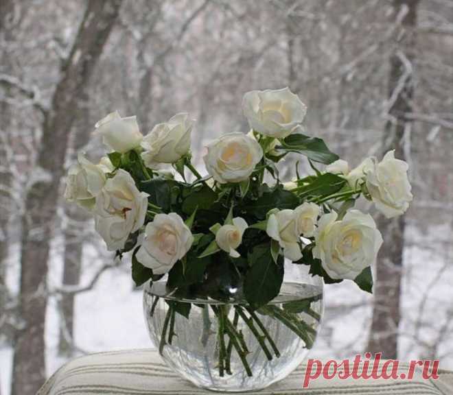Белые розы