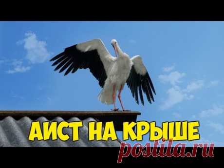 Аист на крыше