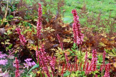 Сорта горца на любой вкус — выбираем вместе. Фото — Ботаничка