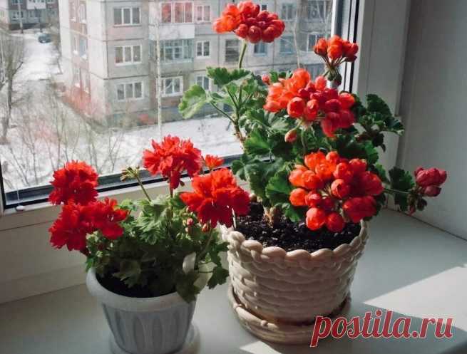 5 домашних растений, защищающих от порчи и сглаза