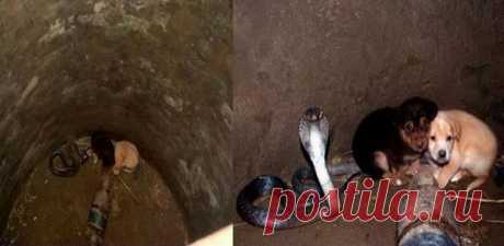 Когда щенки упали в яму с коброй, все были готовы к худшем...