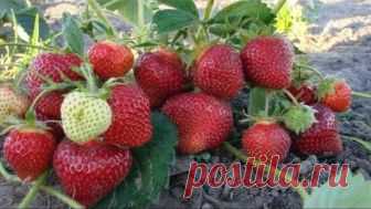Особенная подкормка для клубники