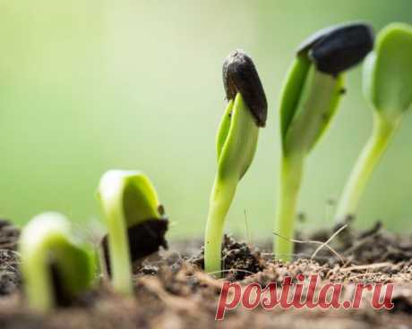 Как быстро, легко и эффективно подготовить семена к посеву