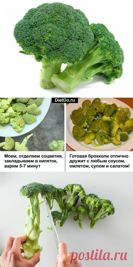 Брокколи — польза и вред для здоровья, как приготовить быстро и вкусно. Грамотные обзоры пользы и вреда продуктов от DietDo.ru!