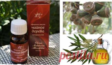 Масло чайного дерева для организма