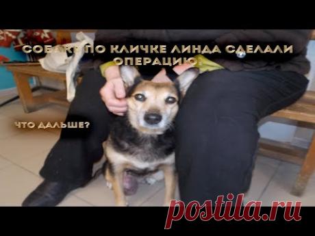 Поездка на операцию с Линдой и после операции.