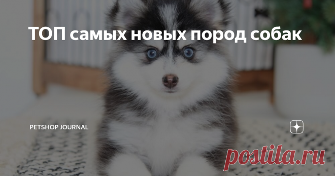 ТОП самых новых пород собак В мире существует около 400 пород собак, но каждый год появляются новые. Большинство из них выводят из уже существующих. Расскажем о самых интересных из них!
Породы молодые, поэтому находятся в процессе становления. Многие только в процессе признания кинологическими федерациями (например, признаны не всеми или условно). Также стоит помнить, что новые породы неоднородны — их представители могут сильно отличаться друг от друга. Лабрадудль Лабрадул...