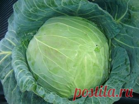 СЕКРЕТЫ ЗДОРОВОЙ КАПУСТЫ