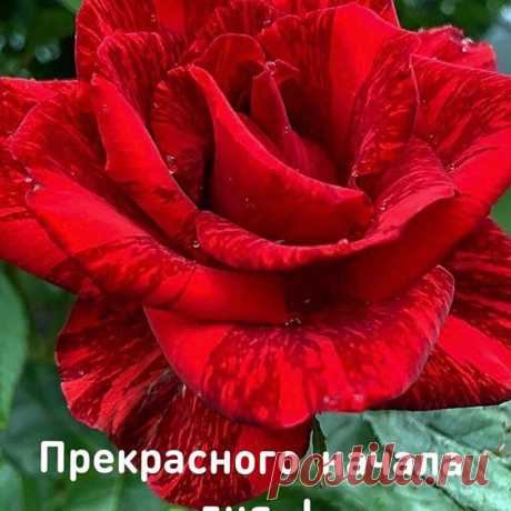 Photo by Марина Алекминская in Дальний восток. Image may contain: plant, flower and nature