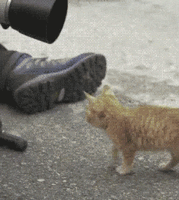 Интересно - 50 GIF-доказательств, что коты — чертовски весёлые ребята