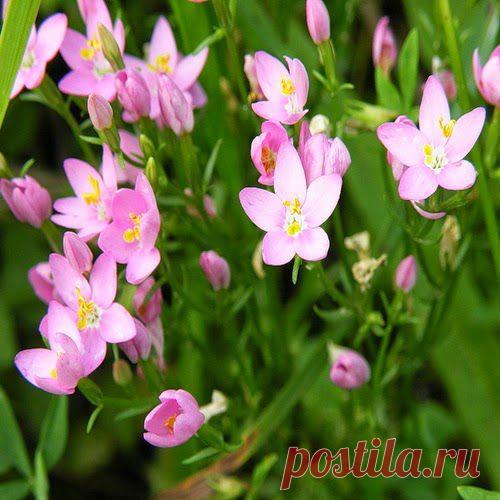 Трава от семи недугов | Друг пенсионера
Каждое растение, каждая трава — полны волшебства, тайны, могущества. Из глубины веков доходят до нас удивительные волшеб­ные свойства тирлич-травы, доходят в преданиях, легендах и сказках.