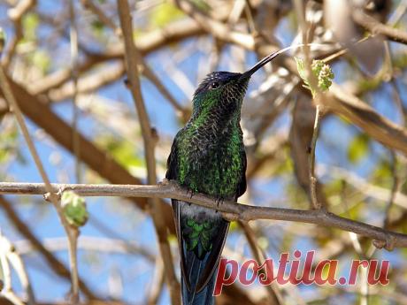 Hummingbird Tongue | He was posing to the camera, showing hi… | Flickr